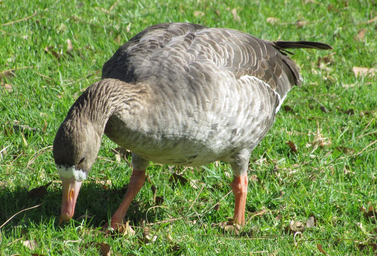 Greater White-fronted Goose - Darren Dowell