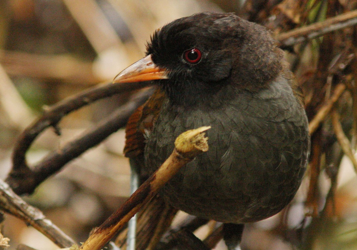 Pale-billed Antpitta - David Beadle