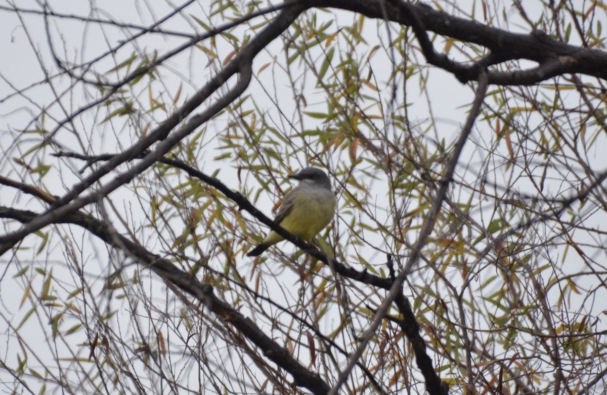 Cassin's Kingbird - ML41082121