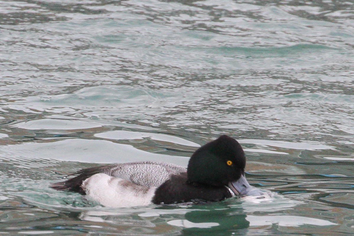 Lesser Scaup - ML410821291