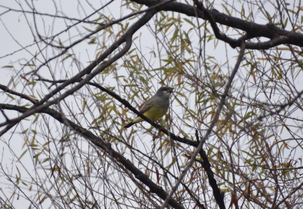 Cassin's Kingbird - ML41082131