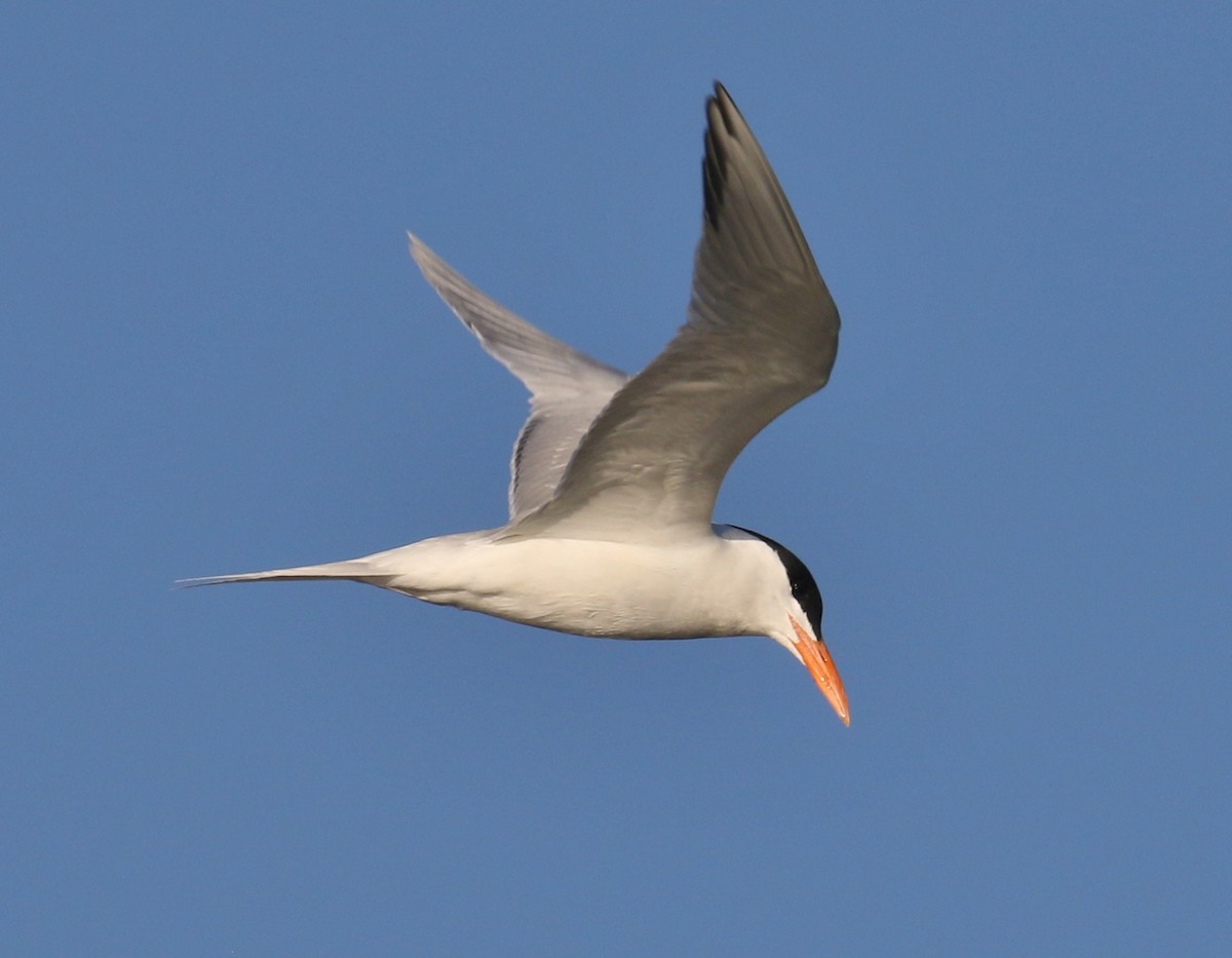 Royal Tern - Jeff Tingle