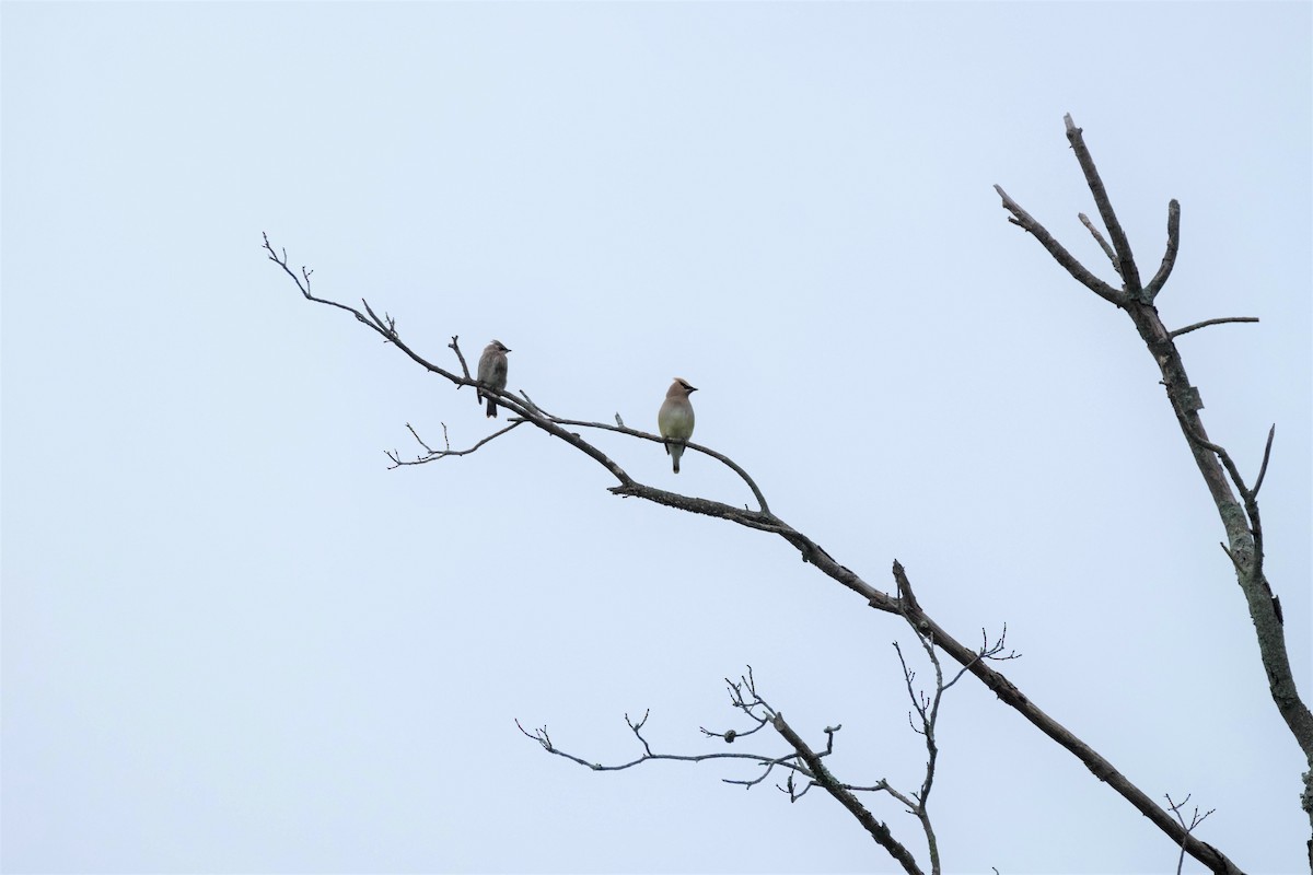 Cedar Waxwing - ML410821671