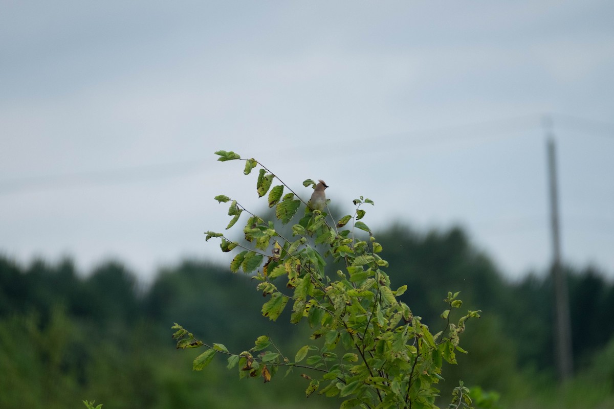 Cedar Waxwing - ML410821681