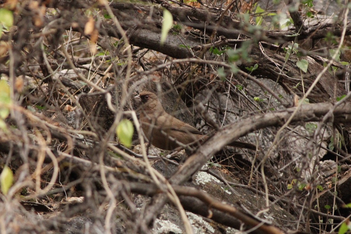 Abert's Towhee - Sander Willems