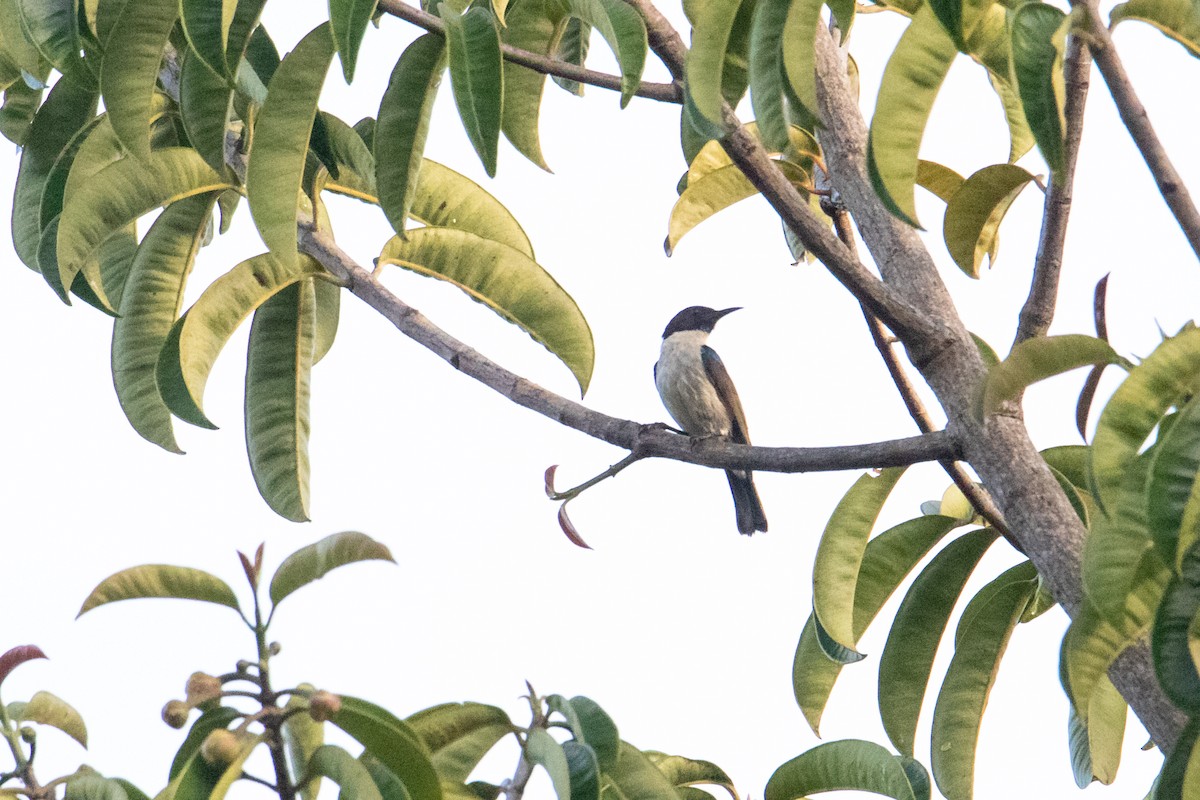 Uluguru Violet-backed Sunbird - ML410826631