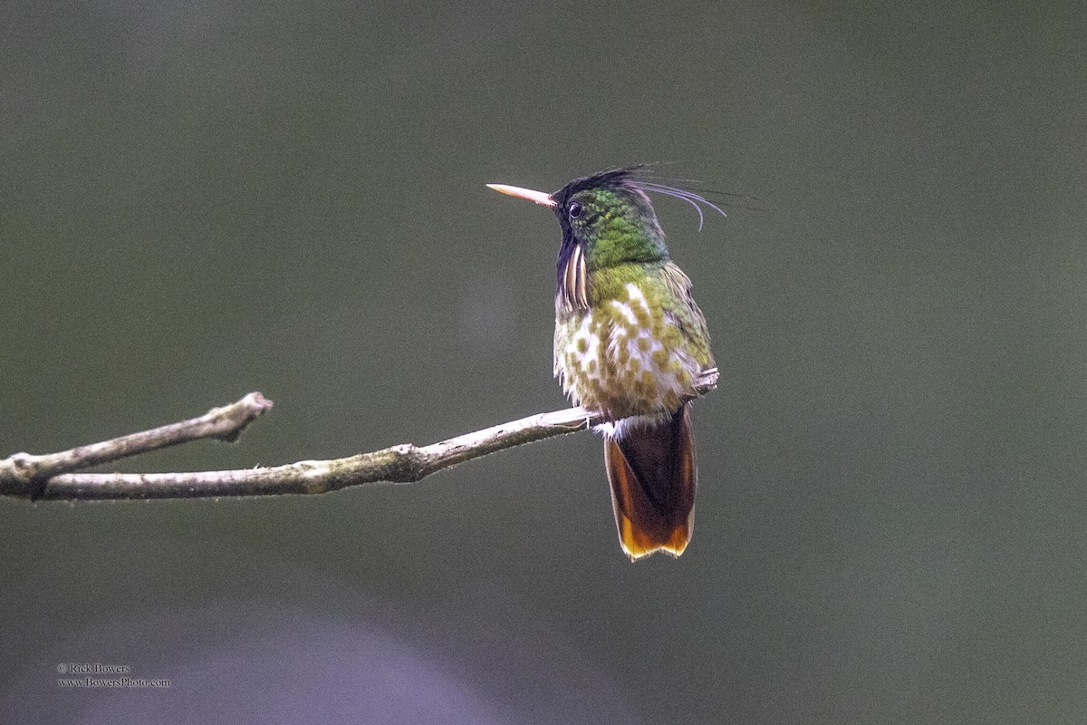 Black-crested Coquette - ML410826831