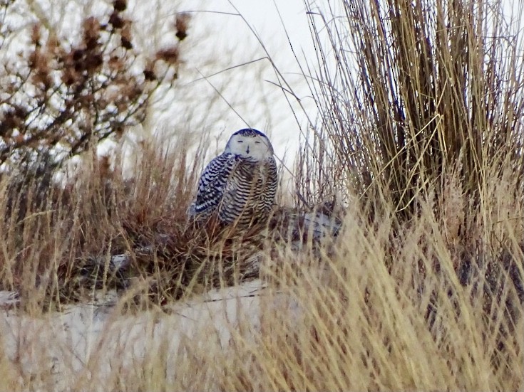 Snowy Owl - ML410828041