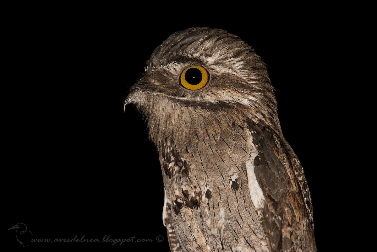 Common Potoo - ML41082811