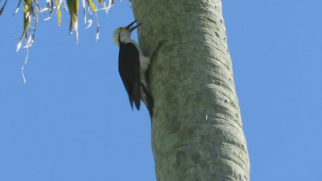 White Woodpecker - ML410828361