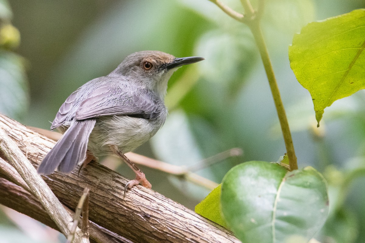 Long-billed Tailorbird (Long-billed) - Peter  Steward