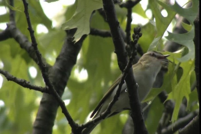 Vireo Ojirrojo - ML410830