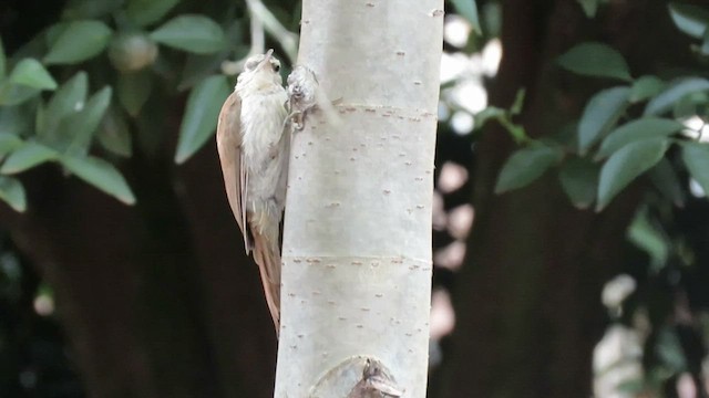 Narrow-billed Woodcreeper - ML410830461