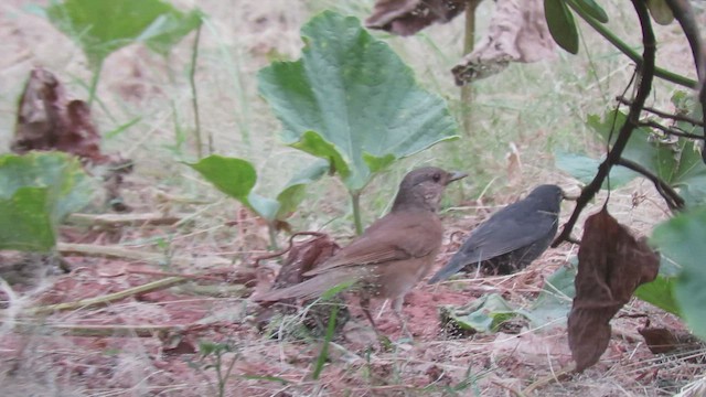 Shiny Cowbird - ML410831451