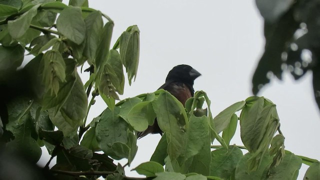 Chestnut-bellied Seed-Finch - ML410831521