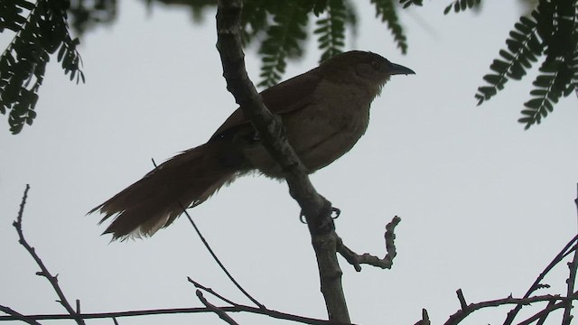 Greater Thornbird - ML410832241