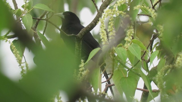 Solitary Black Cacique - ML410832421