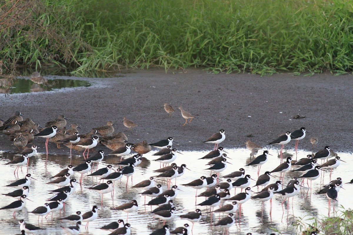 Black-necked Stilt - ML410832601