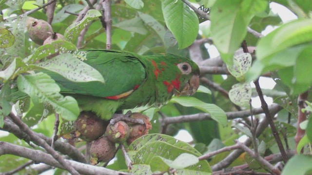 Aratinga Ojiblanca - ML410832951