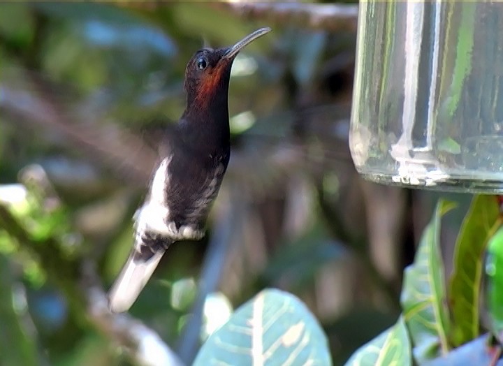 kolibřík černobílý - ML410833041