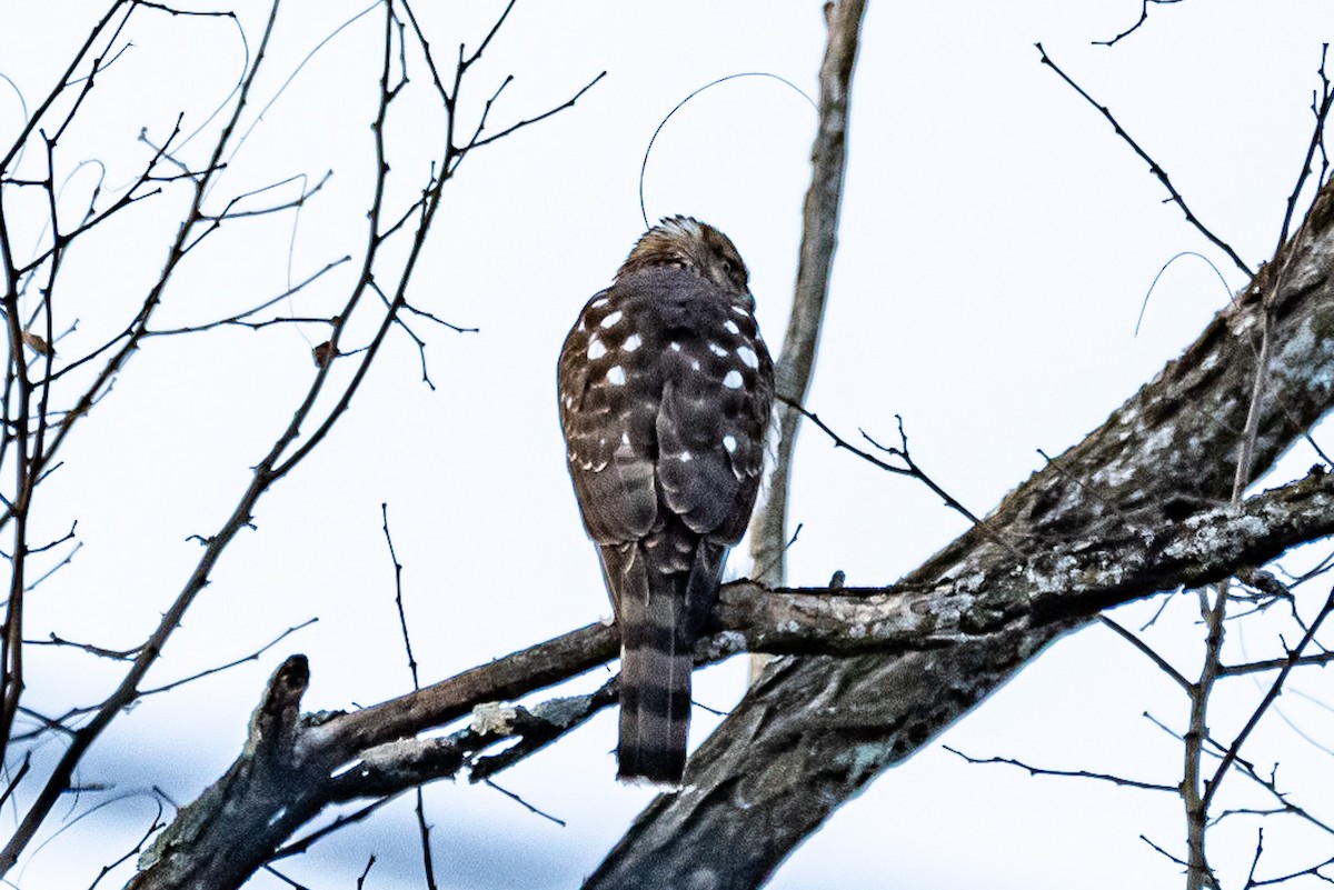 Cooper's Hawk - ML410833531
