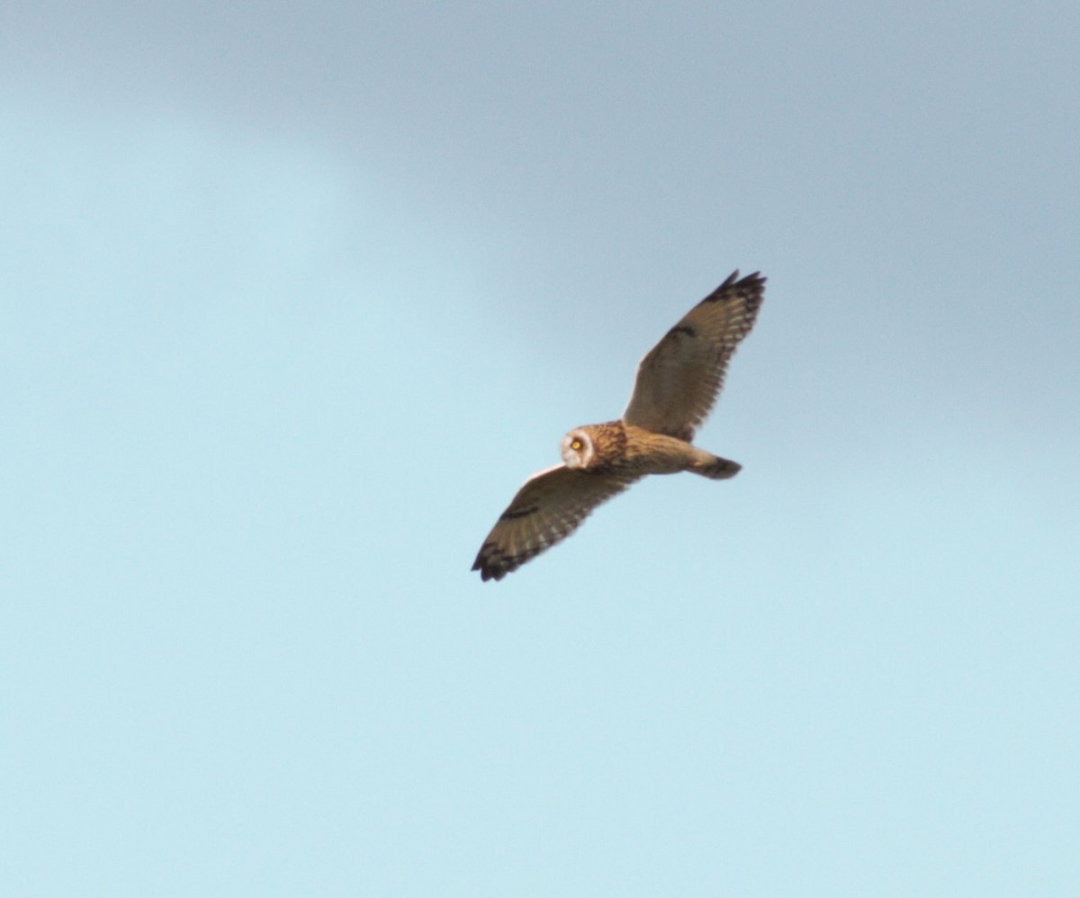 Short-eared Owl - ML410833621