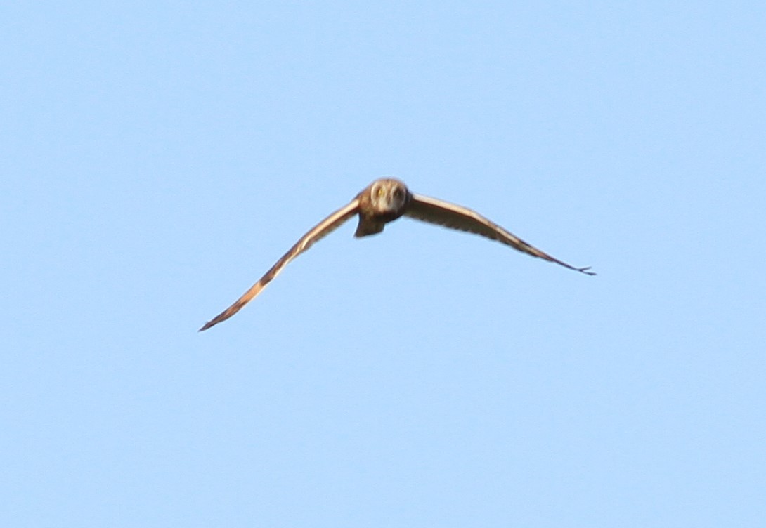 Short-eared Owl - ML410833631