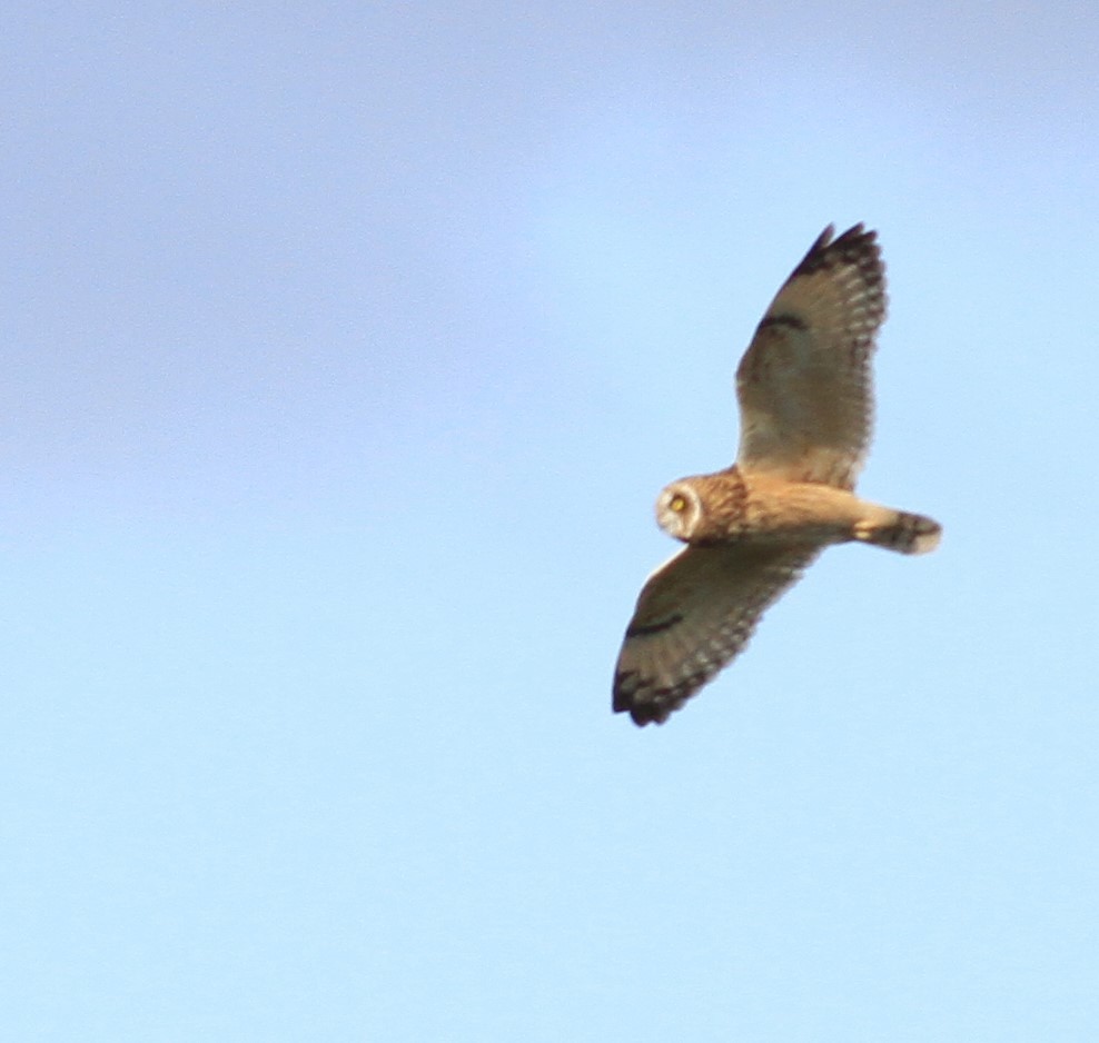 Short-eared Owl - Liliana Chavarria Duriaux