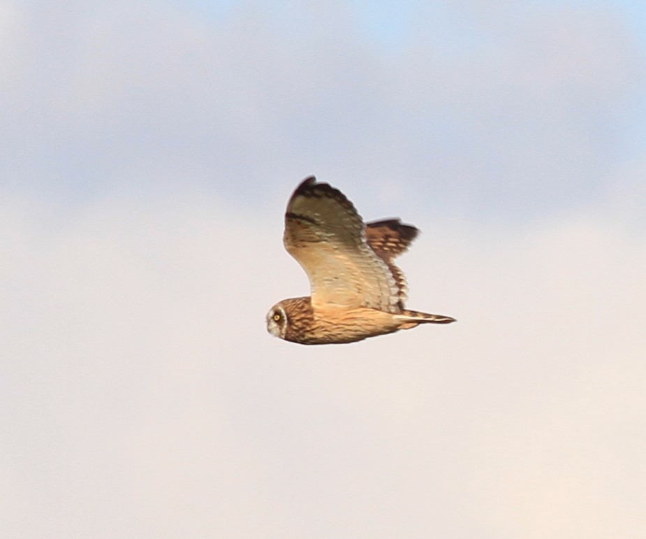 Short-eared Owl - ML410833661