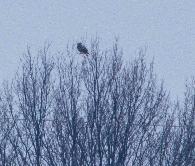 Rough-legged Hawk - ML410834081