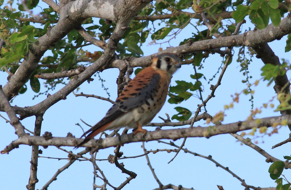 American Kestrel - Liliana Chavarria Duriaux