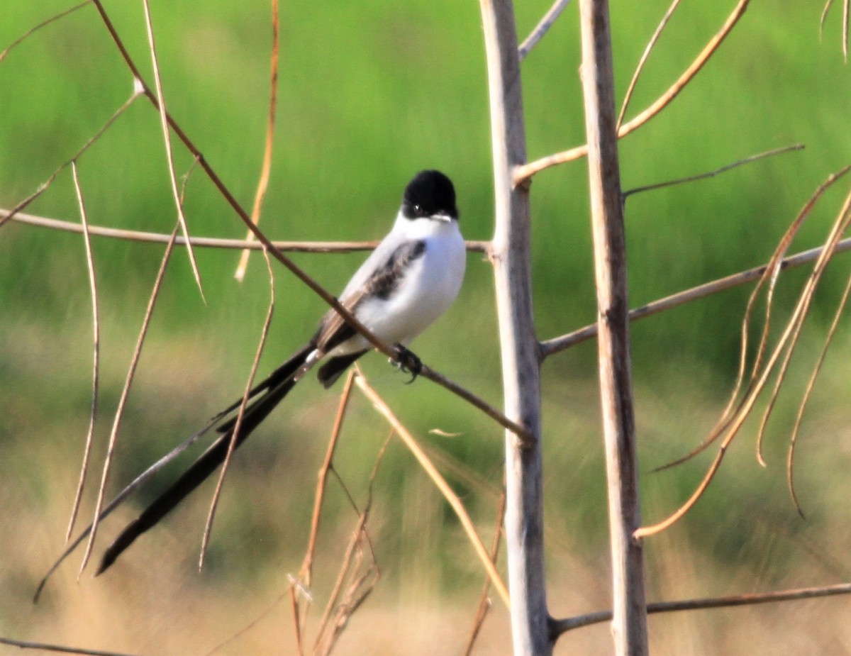 Fork-tailed Flycatcher - ML410834341