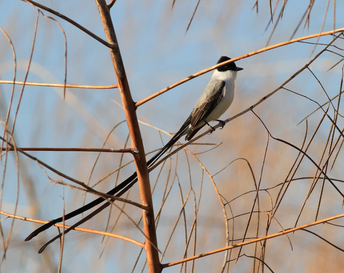 Fork-tailed Flycatcher - ML410834361