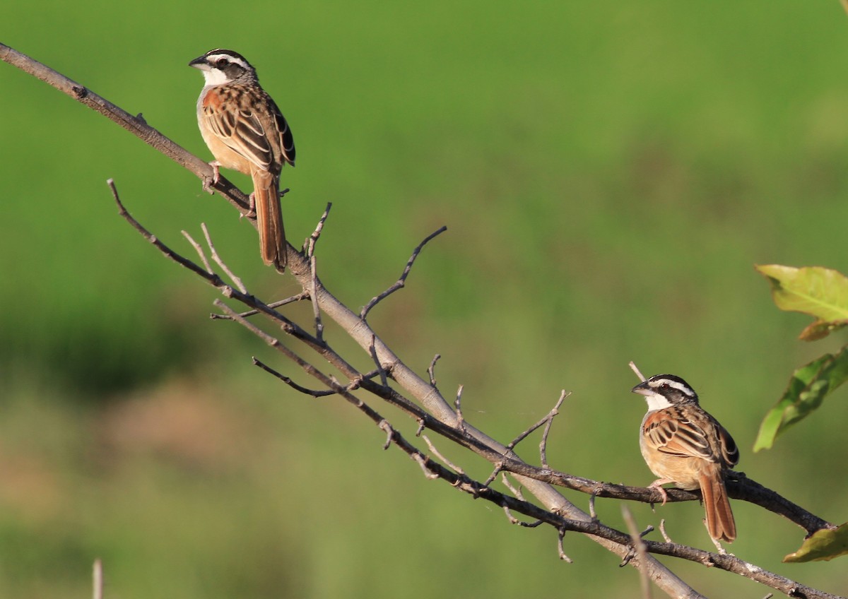 Stripe-headed Sparrow - ML410834681