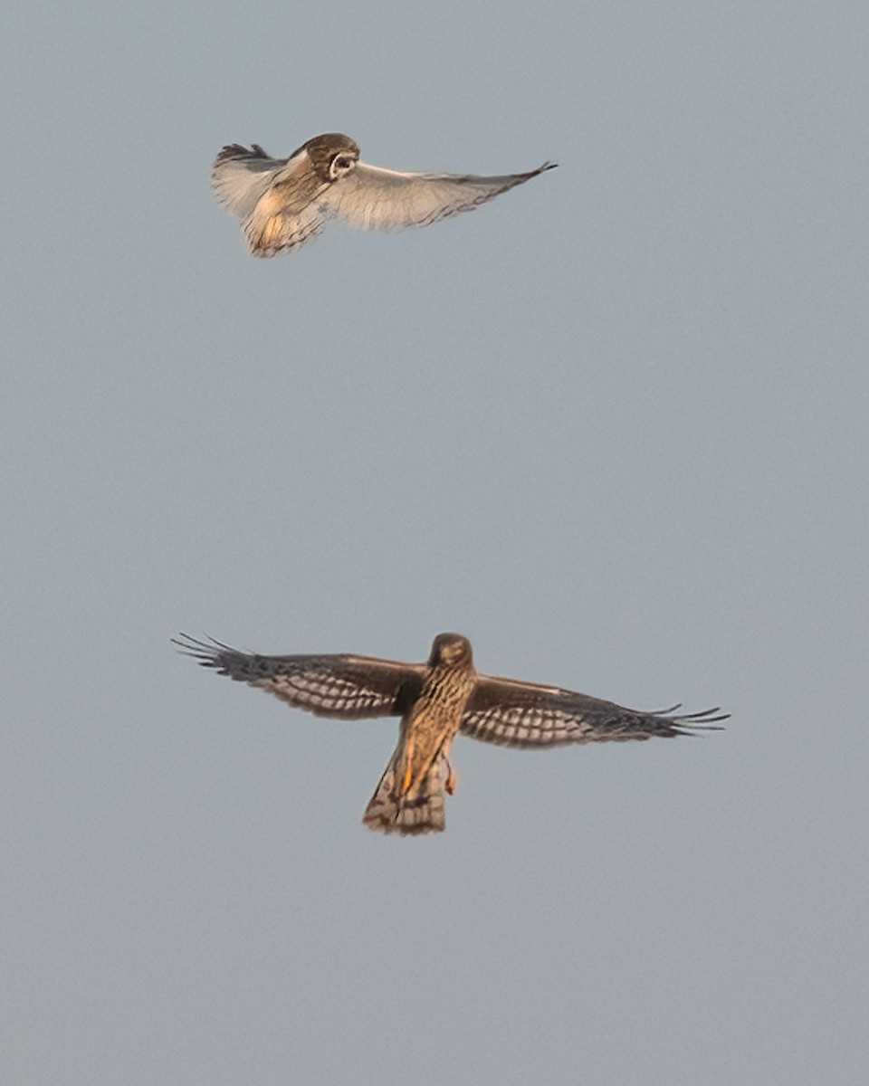 Northern Harrier - ML410834991