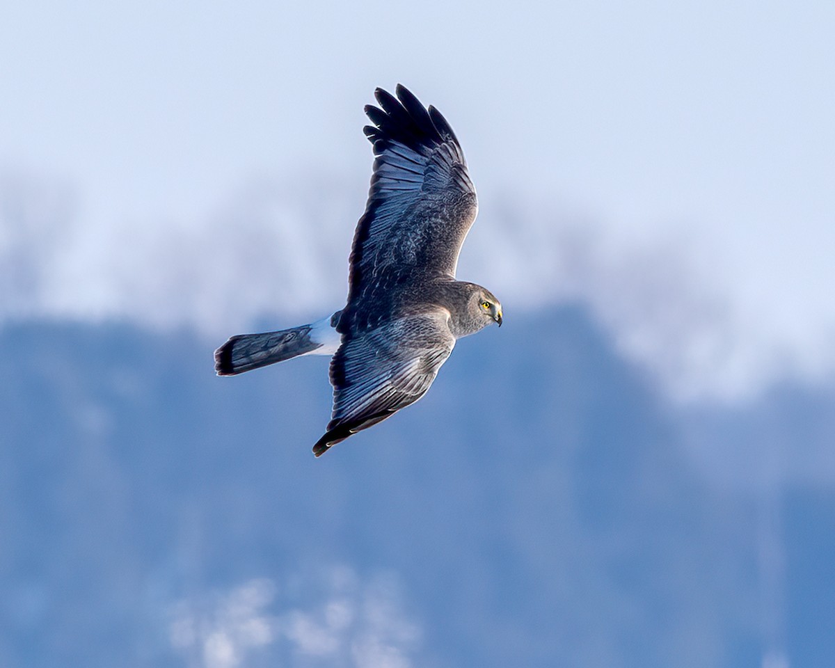 Northern Harrier - ML410835001