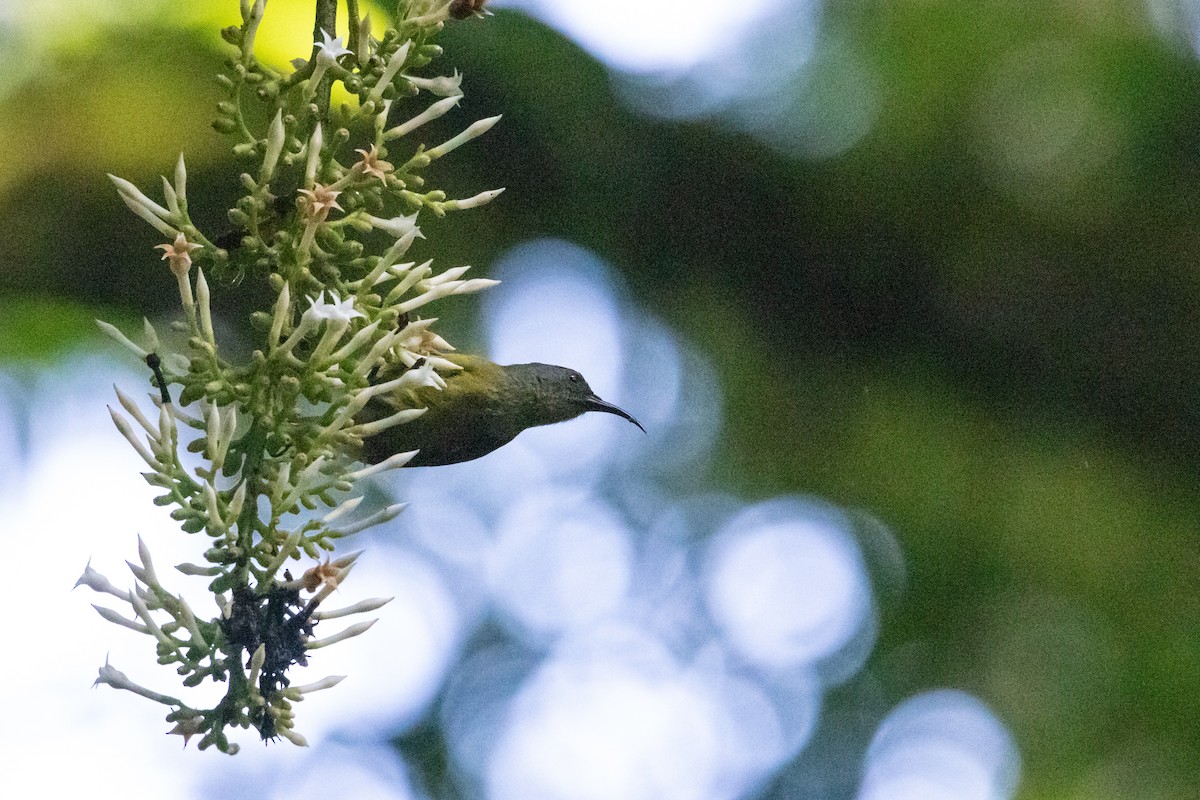 Loveridge's Sunbird - ML410836091