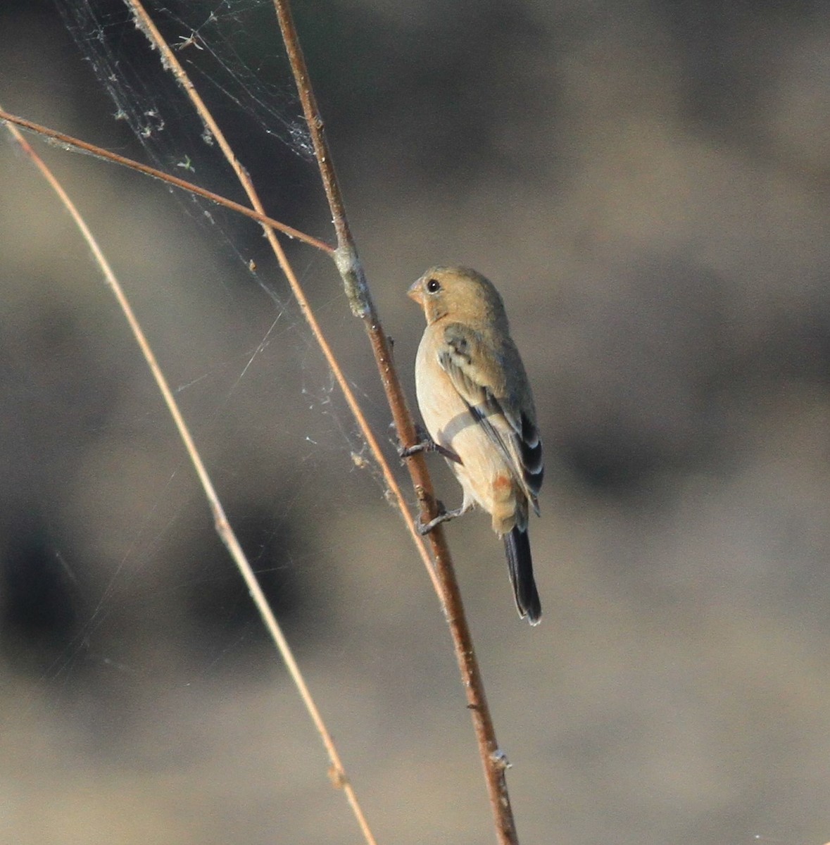 Ruddy-breasted Seedeater - ML410837531