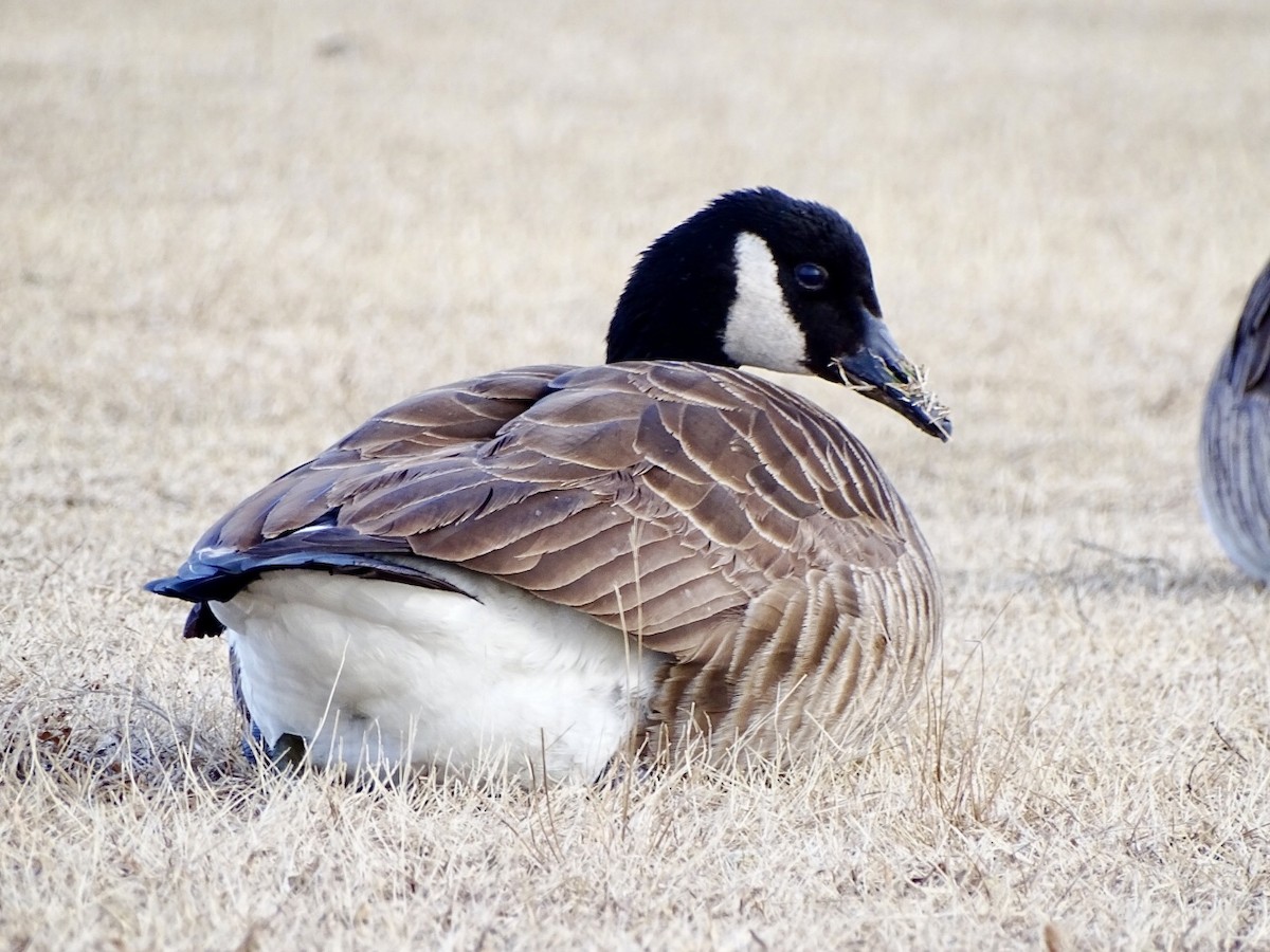 Canada Goose - ML410838131