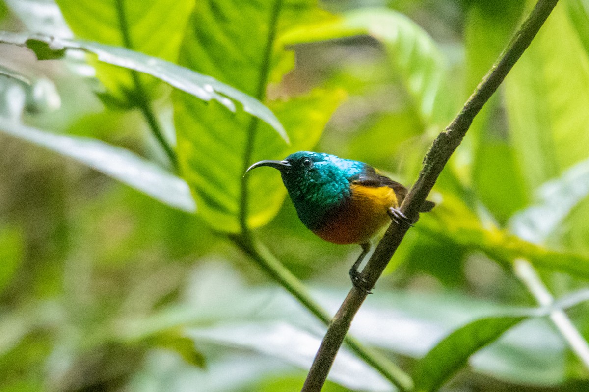 Loveridge's Sunbird - ML410838141