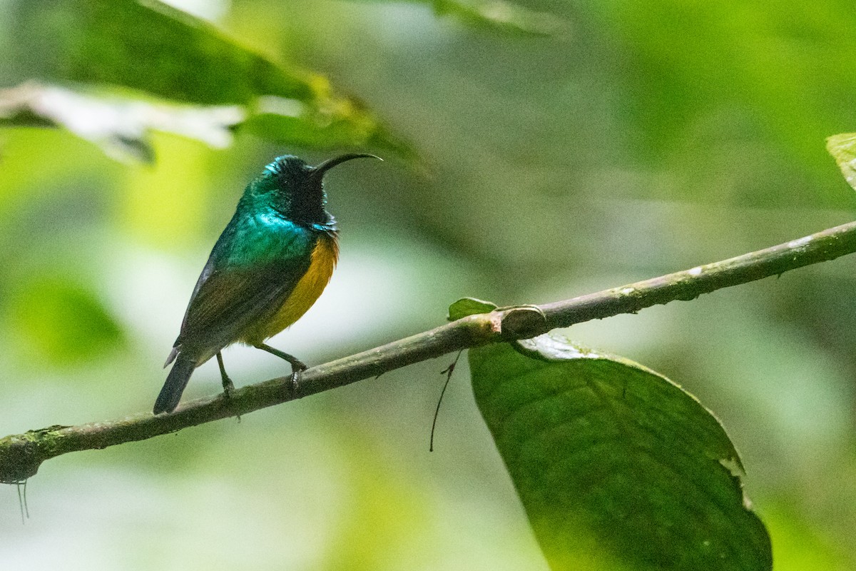 Orangebauch-Nektarvogel - ML410838241