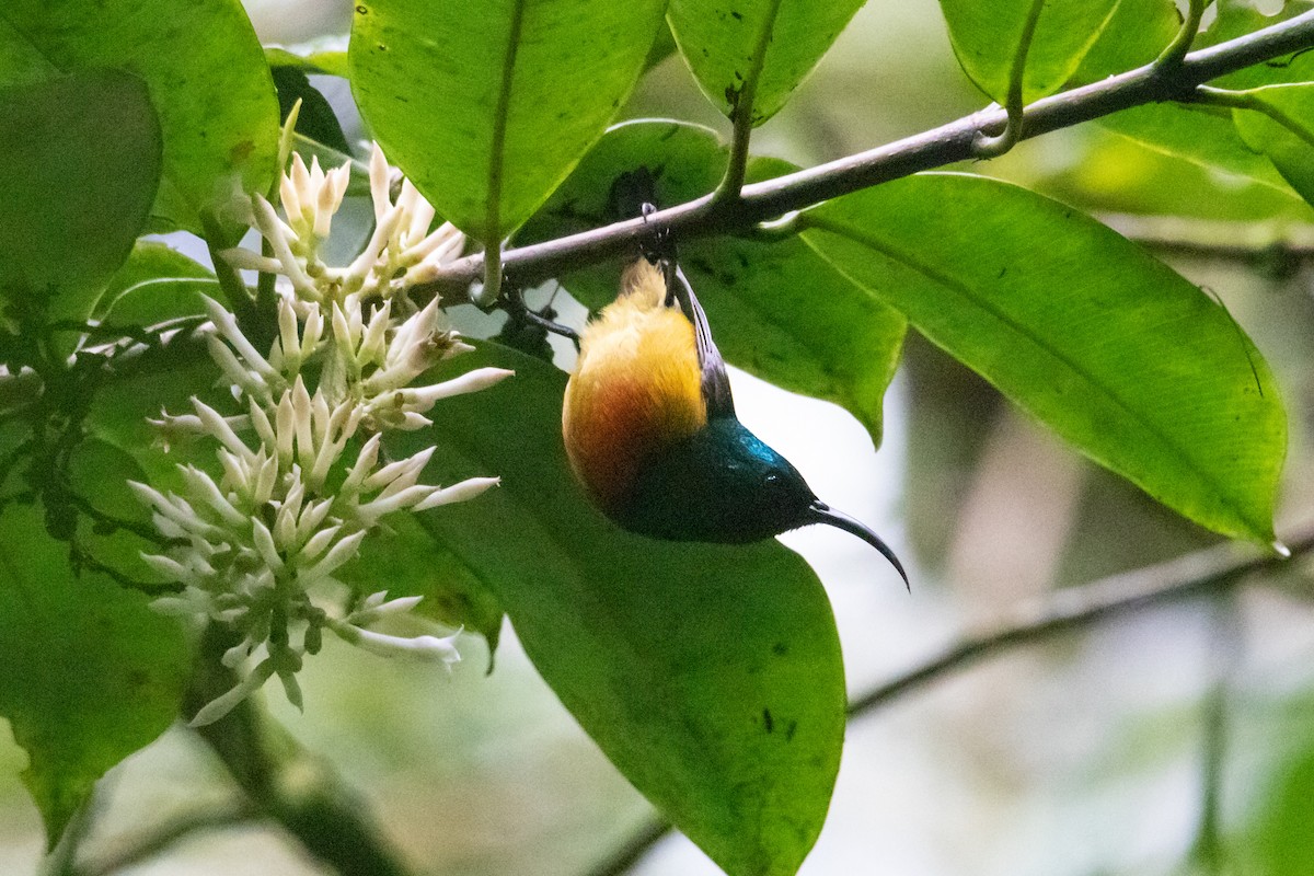 Loveridge's Sunbird - ML410838251