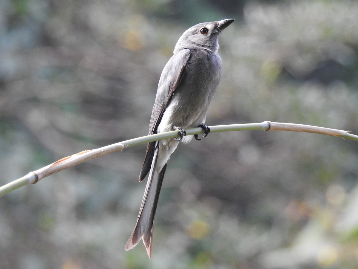 Ashy Drongo - ML410838261