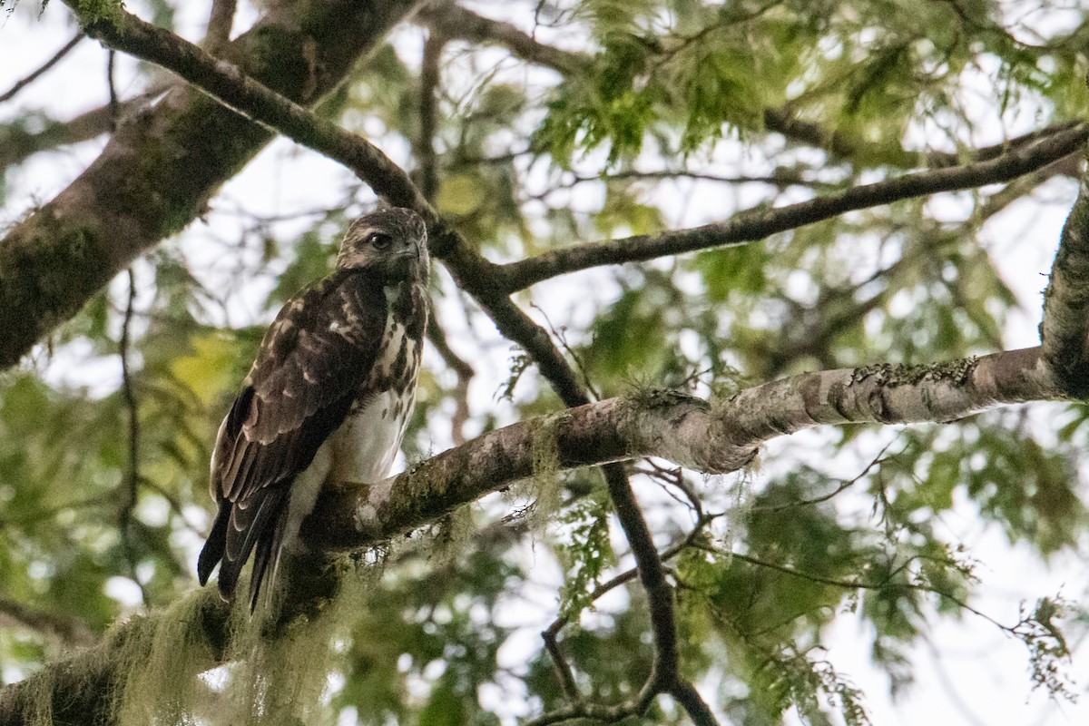 Mountain Buzzard - ML410838281