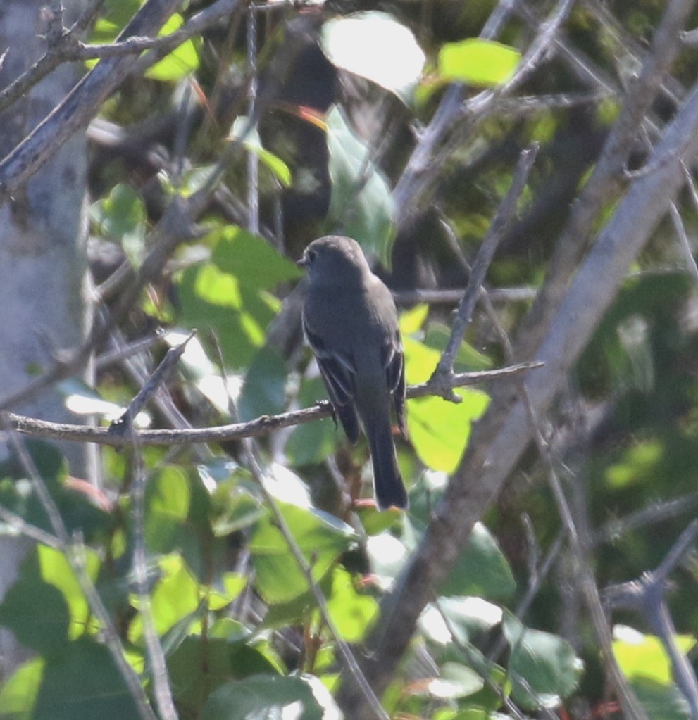 Hammond's Flycatcher - ML41083901