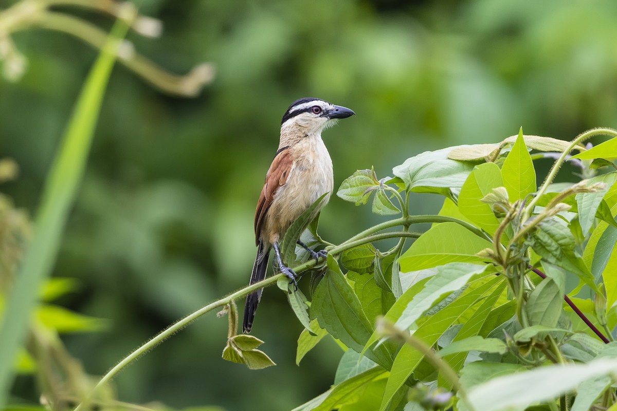 Marsh Tchagra - Stefan Hirsch