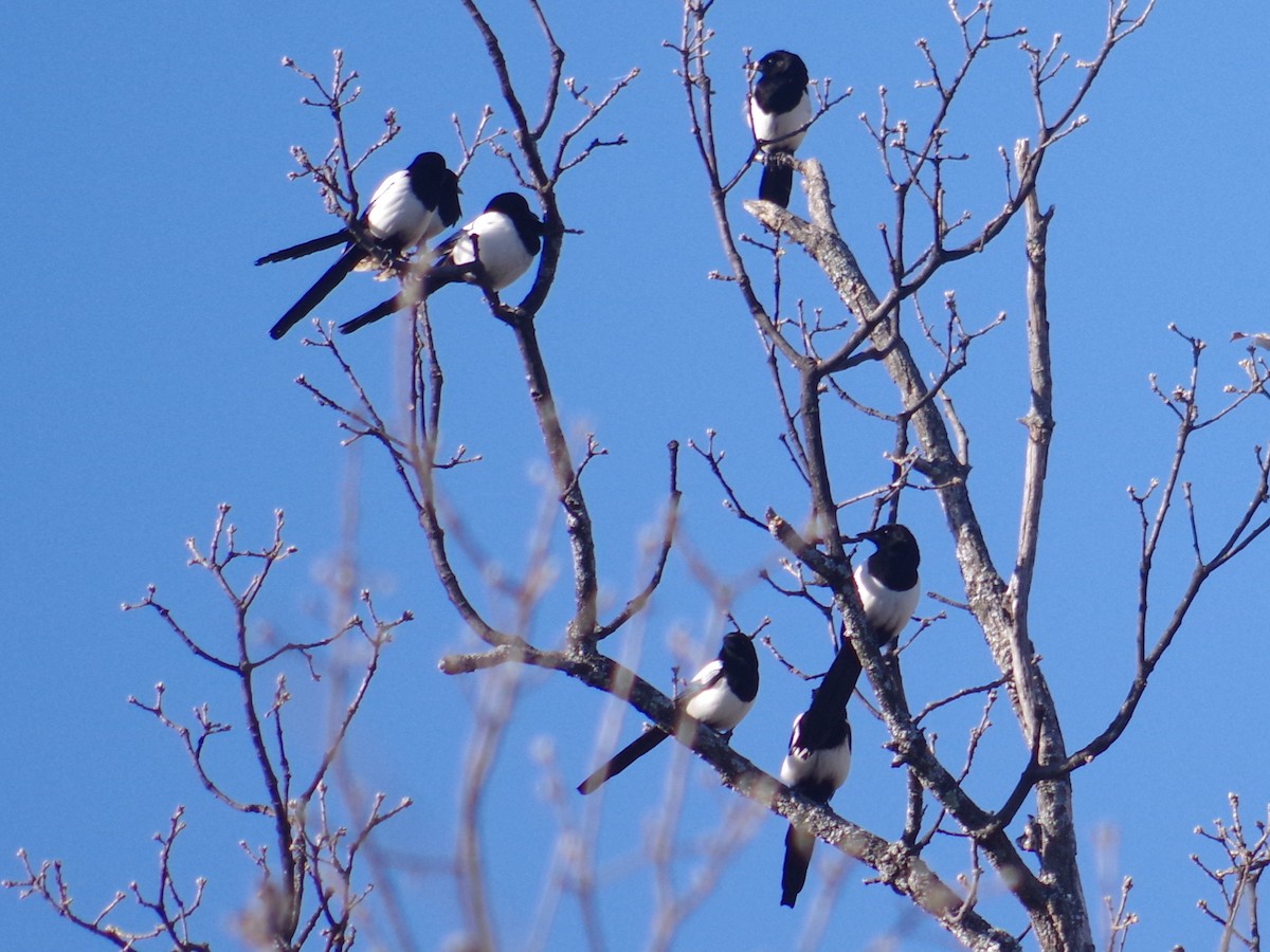 Eurasian Magpie - ML410839741