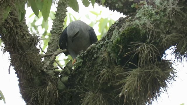 Plumbeous Kite - ML410841011