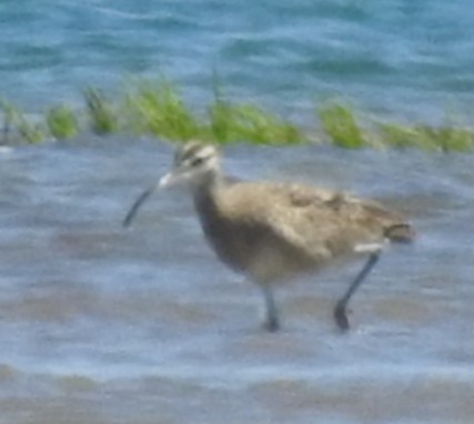 Whimbrel - ML410842211