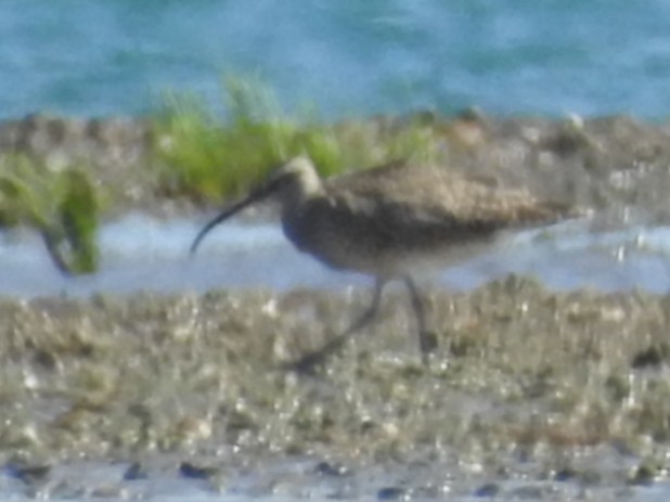 Whimbrel - ML410842231